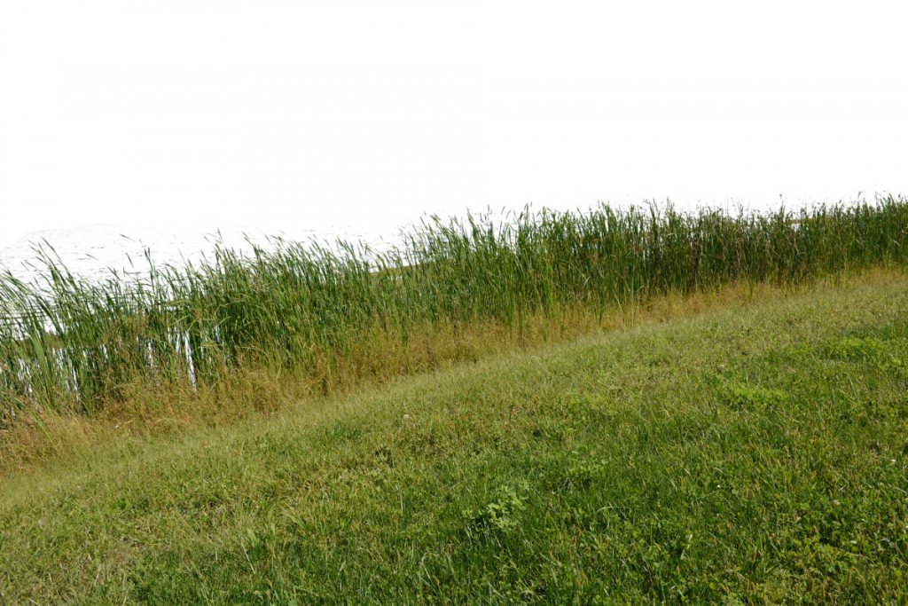 grass-3713671_1920_3