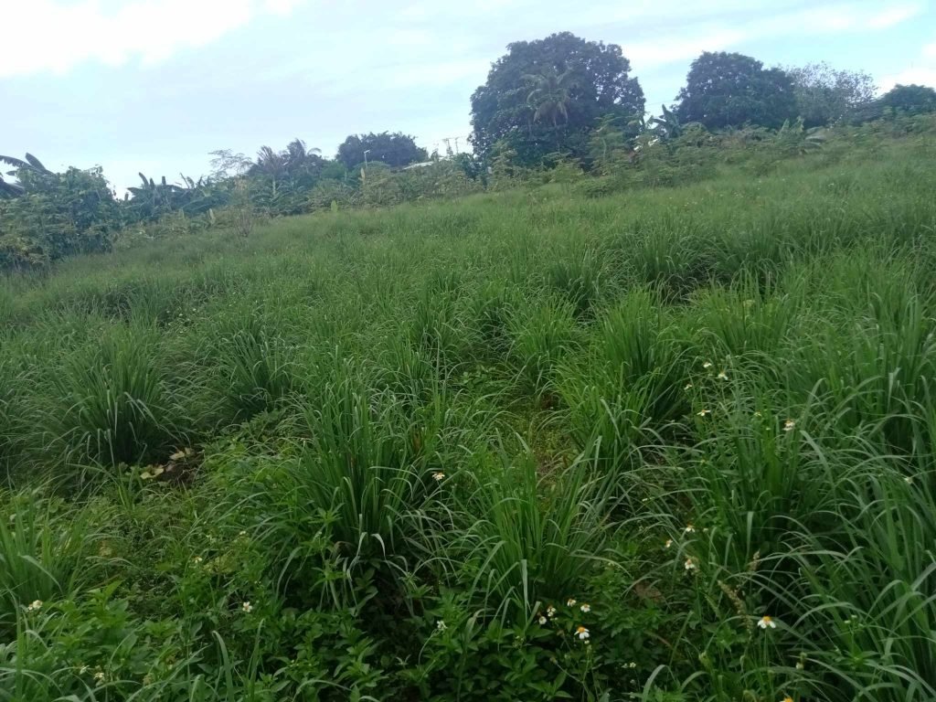 Lot for Lease in Bacolod City